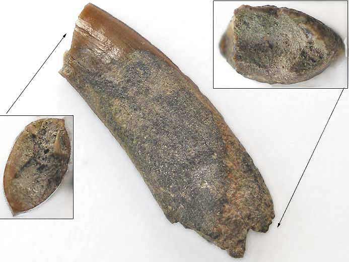 Dent de Ptrosaurien fossile jurassique Boulonnais